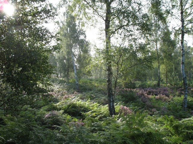 2007 08 Bois de Rochefort 03